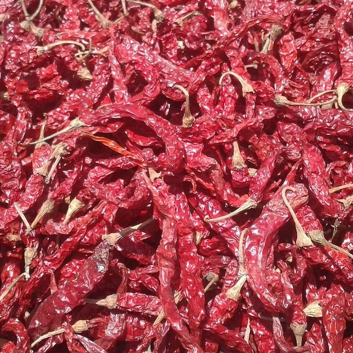 Byadgi Chilli