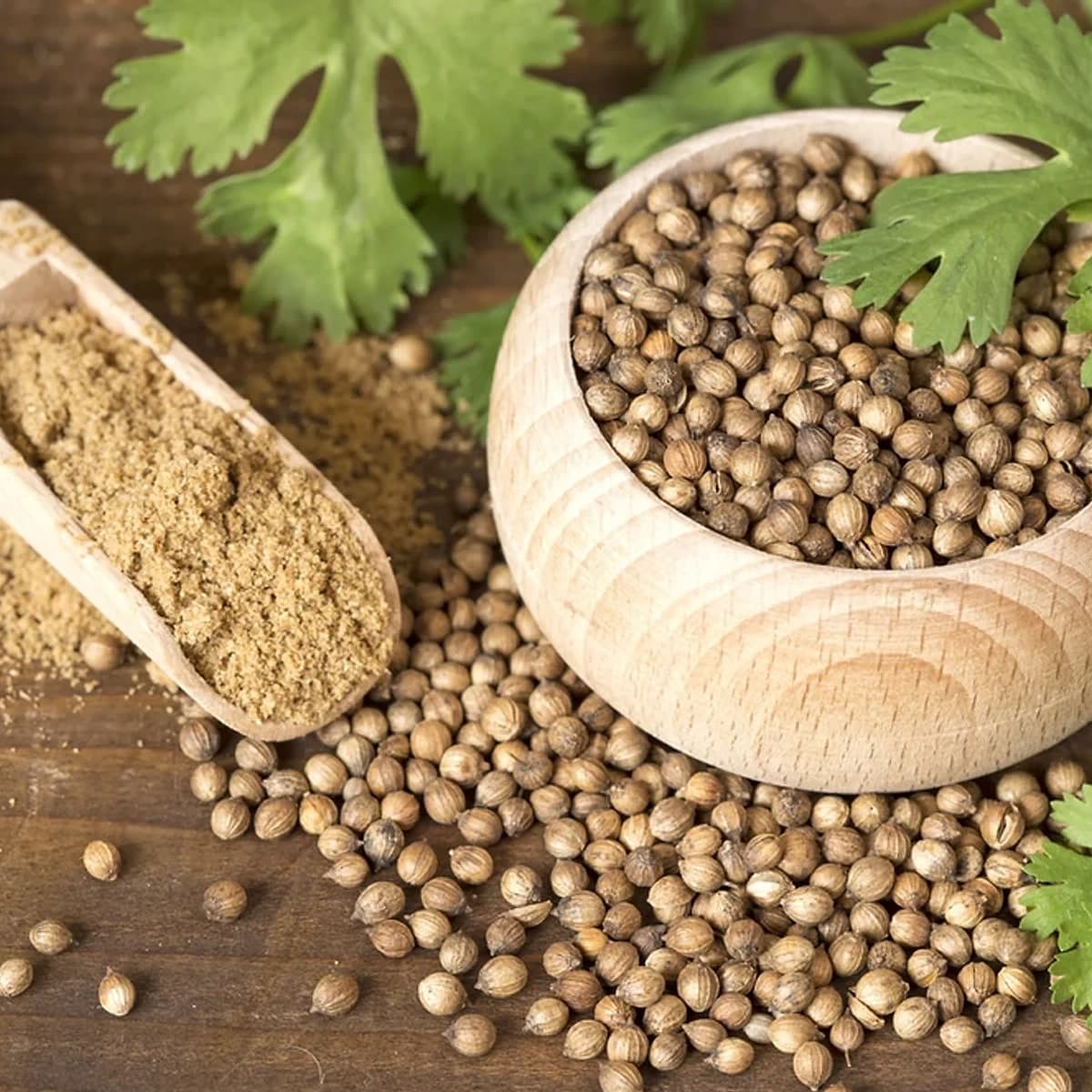 Coriander