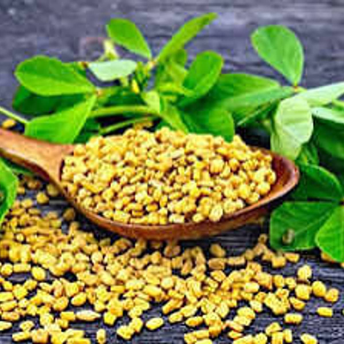 Fenugreek